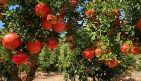 Гранатовое дерево Гранатовое дерево